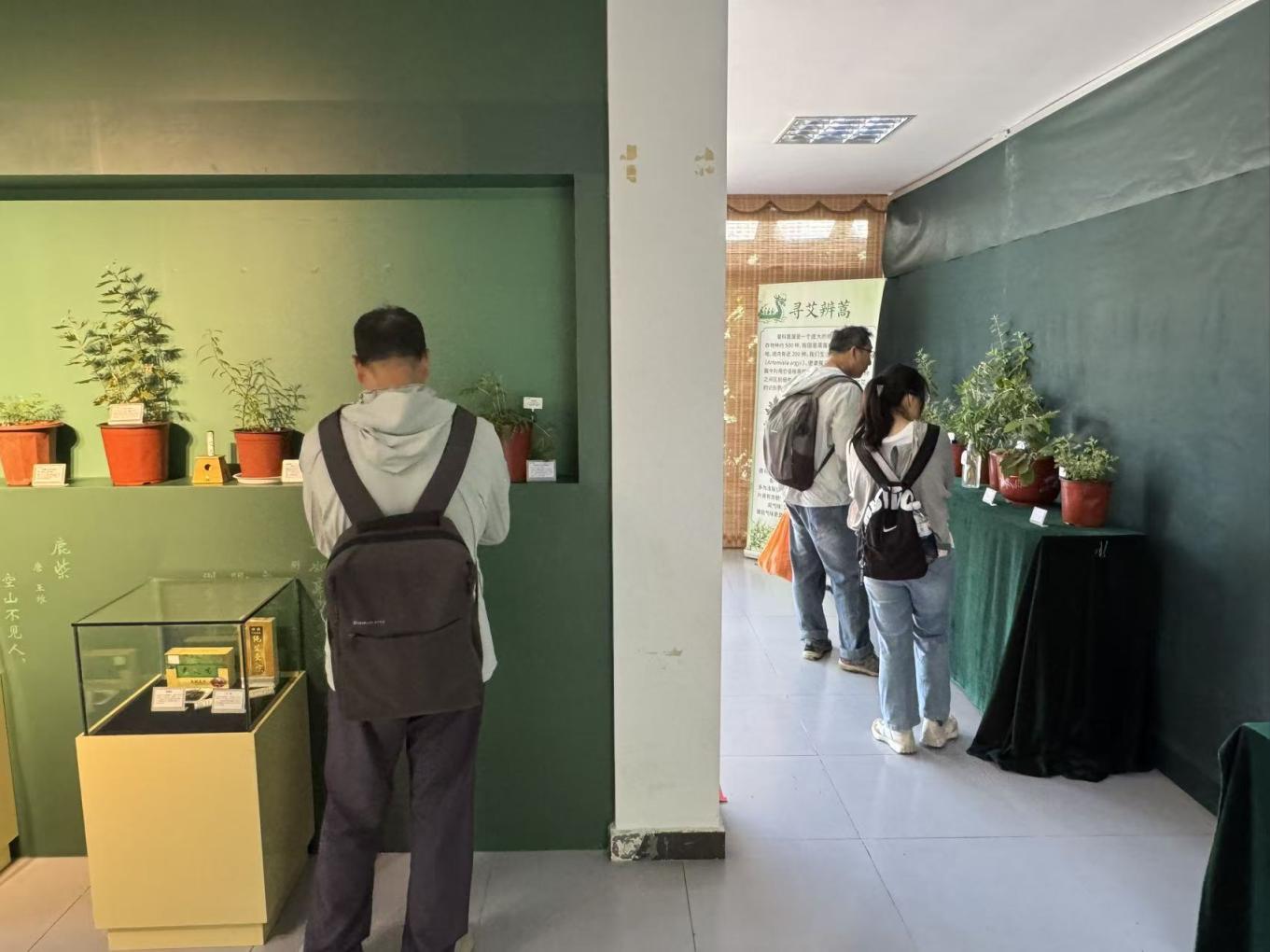 寻艾识蒿，市民植物园里过端午