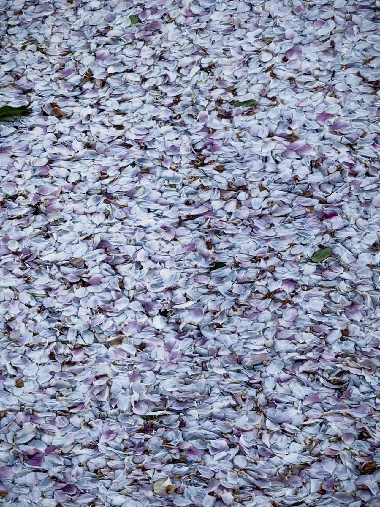 望京“海棠花溪”繁花似锦 吸引众多游人打卡