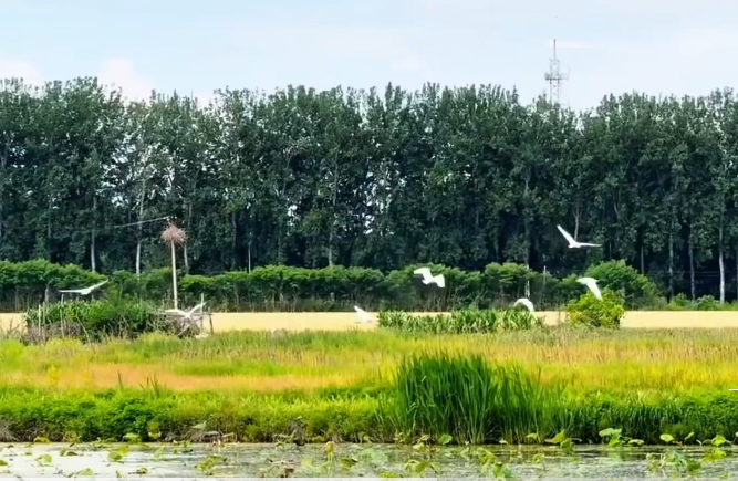 北京顺义天光鹭影一池清韵