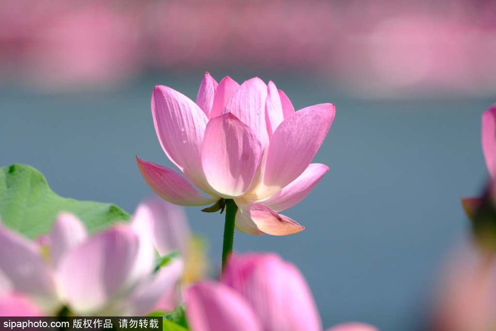 莲花池公园荷花