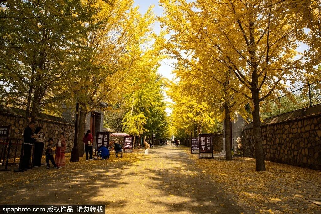 🤩太美了！北京银杏大道迎来最佳观赏期