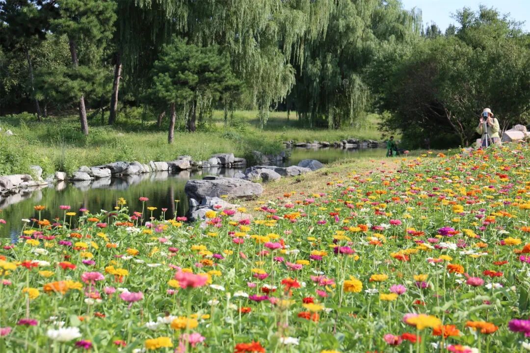 圆明园的百日菊花海