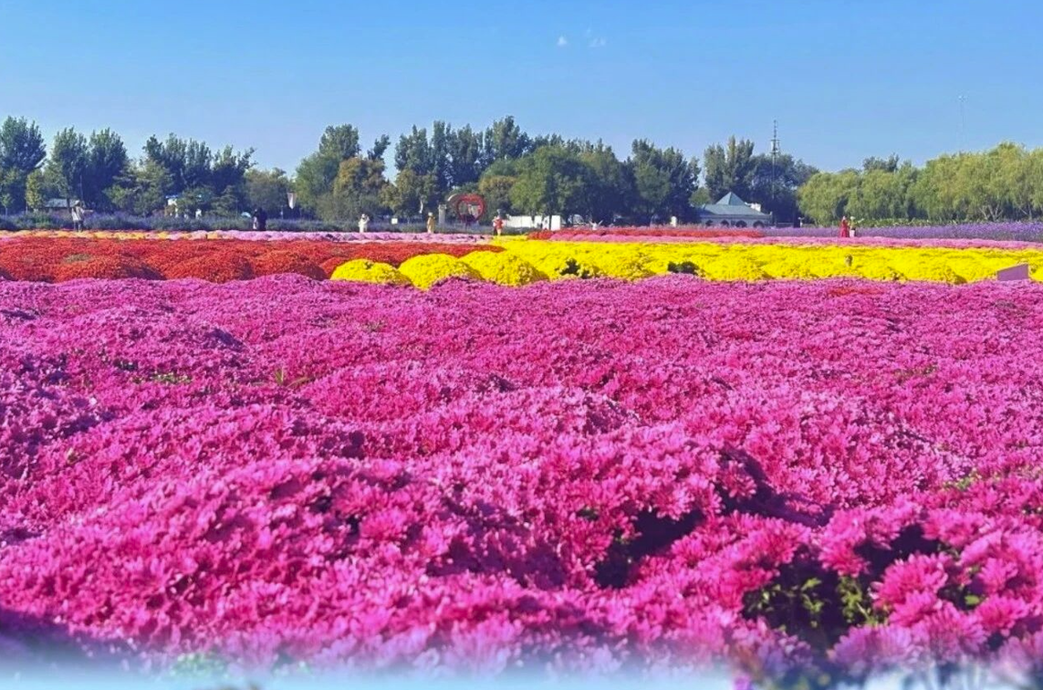 焕新开馆免费参观！北京秋色藏不住了——