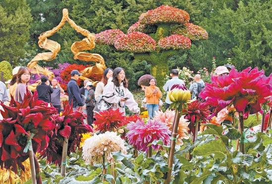 20余万株菊花亮相国家植物园